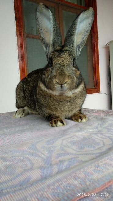 Digər kənd təsərrüfatı heyvanları: Dovşanlar Flandr cinsli. Flandr cinsli dovşan balaları satılır. Ən — 3