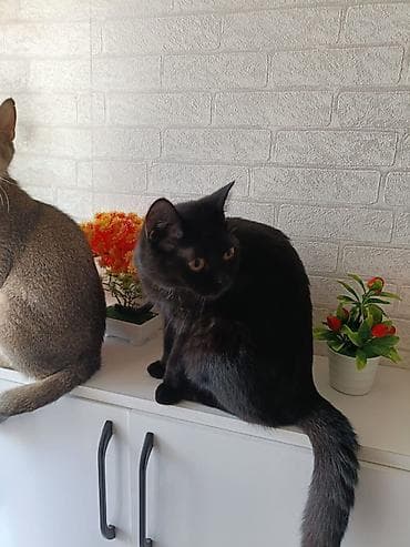 Dişi, Yaxşı əllərə