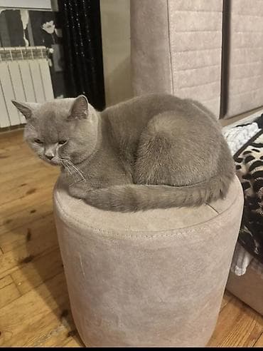 pişik ucun sumka: Şotland, Erkək, Yaxşı əllərə, Ödənişli çatdırılma — 2