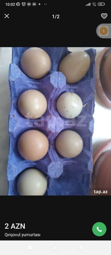 ev yumurtası: Məhsul: Qırqovul yumurtaları Təsvir: - Təbii rəng çalarlarında (krem — 3
