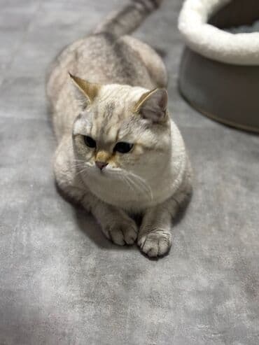 QAZ: Britan, Erkək, Ünvandan götürmə — 2