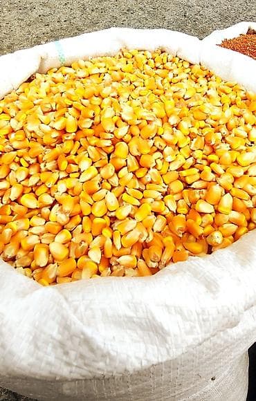 Другие продукты питания: Yerli qarğıdalı toxumu 
Bitiş faizi çox yüksəkdir — 1