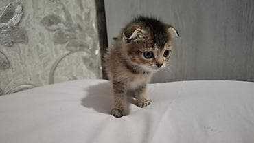 Heyvanlar üçün mallar: Britain Şotland Bala Pişikler Satılır! 5 denedir 1ay 10gunluy — 8