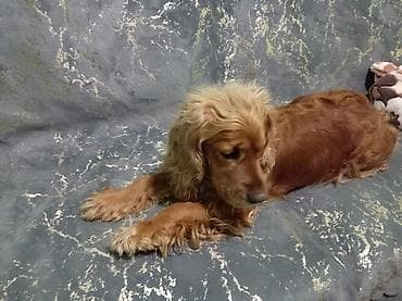 Gəmiricilər: Koker spaniyel — 3