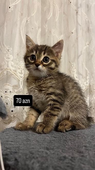 husky balası: Silver Sinsila balalari Erkek ve disi Qurd dermanlari verilib — 2