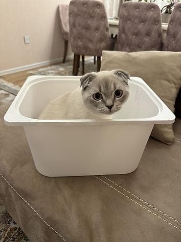 mingəcevir pişik: Şotland — 5