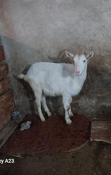 Ağ rəngli keçi - Növ: yerli südlük-tip - Cinsiyyəti: dişi (buynuzlu) - lalafo.az -da Ağ rəngli keçi - Növ: yerli südlük-tip - Cinsiyyəti: dişi (buynuzlu) -