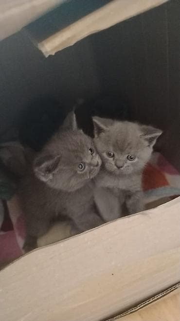 tuksuz pisik: Temiz Biritis ana 1.5 ayliq.Balaları temiz biritis — 5