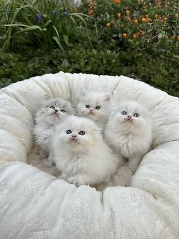 pışık: Şinşilla — 5