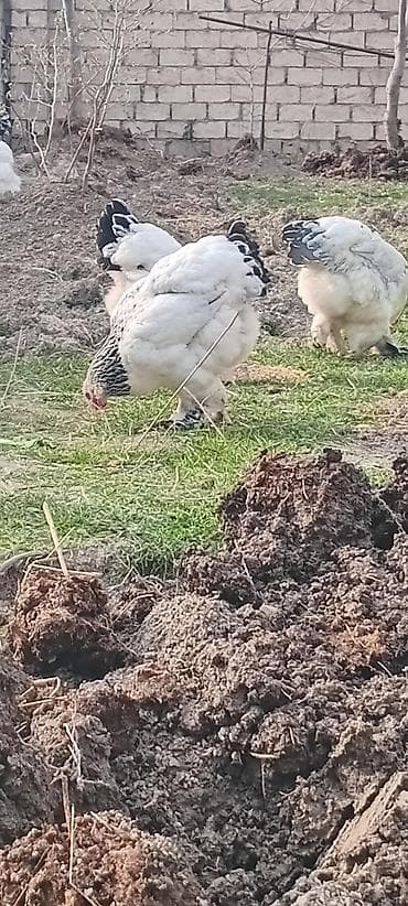 Quşlar: Təmiz qan Light Bramaların yumurtaların satışı mövcuddur. Maraqlı olan — 3