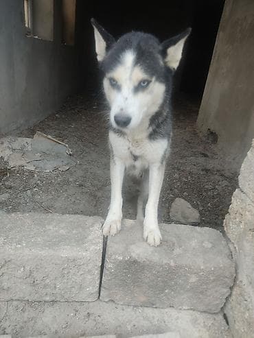 basenc itləri: Xaski, Dişi — 3