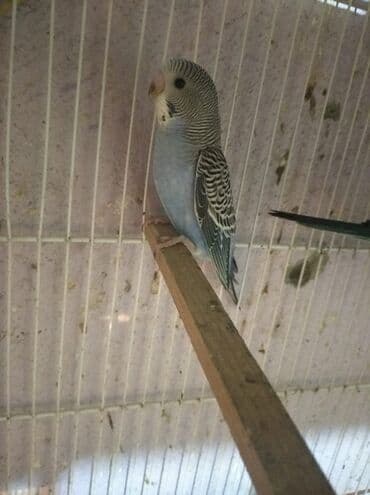 əbabil quşu: Baladilar rengbereng 20 denedi Unvan Bileceri — 4