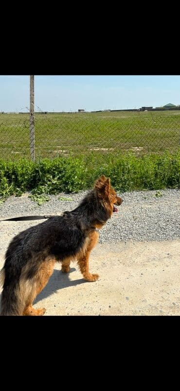 овчарку в добрые руки: Немецкая овчарка, 10 месяцев, Самец, С прививками, Самовывоз — 3