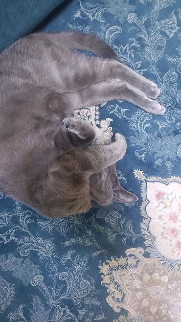 pişik sahiblendirme: Britan, Erkək — 2