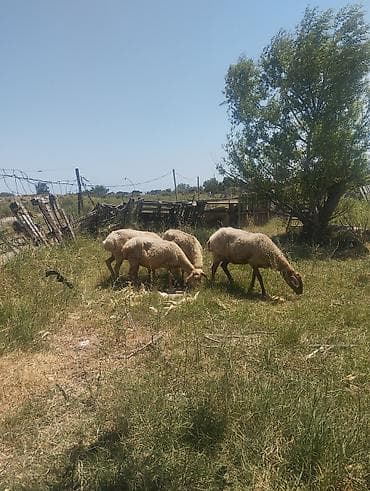 Məhsul: Qoyun sürüsü Təsvir: - Şəkillərdə göstərilən xırdabuynuzlu
