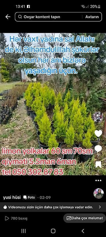 panel tiktok: Məhsul: Limon yolka fidanları (qabda) - Növ: Limon rəngli — 1