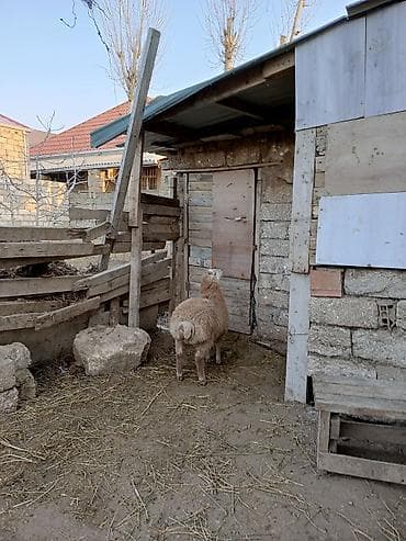 K/t heyvanları üçün mallar: Erkey quzu satılır qurbana yariyir endirim var qurbanlığa alan adama — 3