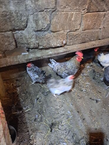 hazır yuva: Toyuq, Damazlıq — 5