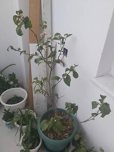 Limon ağacı. 50 azn