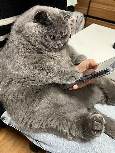 Şotland, Erkək, Ödənişli çatdırılma