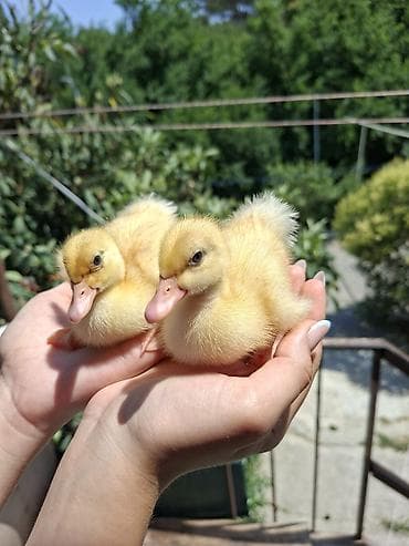 Sarı ördək balaları 2si biryerde - Növ: ördək balası (sarı tük