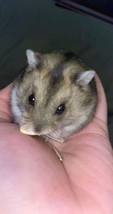 UAZ: Cırtdan hamster (Campbell/Djungarian tipli) YEMƏYİ, TAXTASI, KARUSELİ — 1