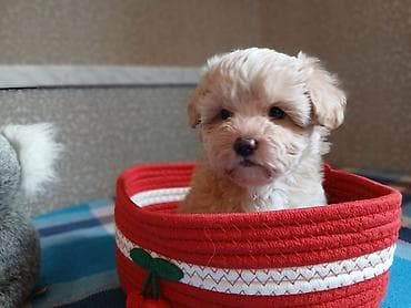 norka heyvan: Maltipu F1 – krem rəngli, buruq tüklü - Cins: kiçik ölçülü dekorativ — 1