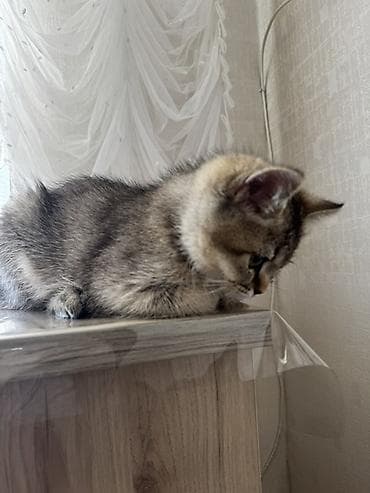 sinsila: Şinşilla, Erkək — 3