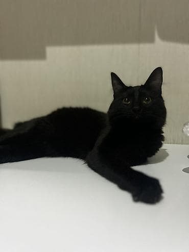 Dişi, Yaxşı əllərə