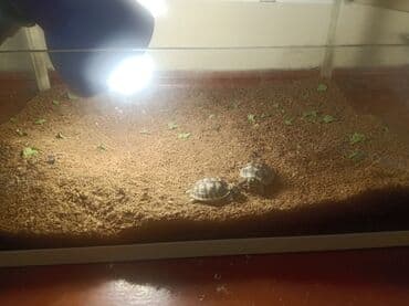 İtlər: Qurbağa terrarium dəsti – quraşdırılmış və istifadəyə hazır - Şüşə — 1