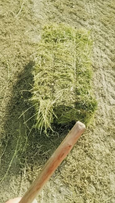 Goranboy rayonunda yaşıl və iri preslənmiş yonca satılır. Yonca çox