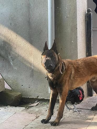 it satış: Belçika çoban iti, 11 ay, Erkek, Cütləşmə üçün — 1