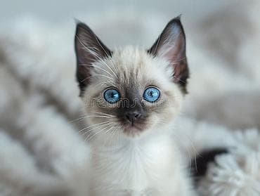 siam pisiyi haqqinda: Siam — 2