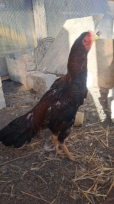 K/t heyvanları üçün mallar: Salam aleykum hər kəsə heyratı xoruzu satılır şamo+türk 2 yaş 3 4 — 2