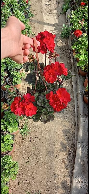 gul qurusu rəngi: Məhsul: Sardunya (Pelargonium) saksı gülləri - Rəng çeşidi: qırmızı — 4
