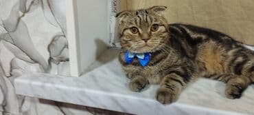 шотландская вислоухая кошка купить: Шотландская — 4