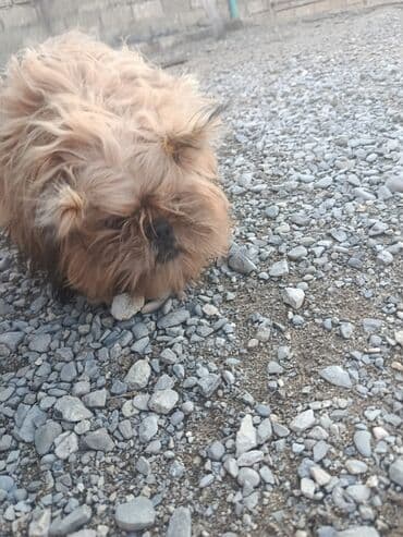 bakıda it satışı: Pudel, 8 ay, Erkek, Peyvəndli, Pulsuz çatdırılma — 9