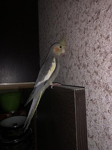 Öz quşlarımın balasıdı balaca tutuquşu və amadin ilədə barter