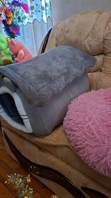 qəfəs böyük: Şotland yastı qulaq — 8