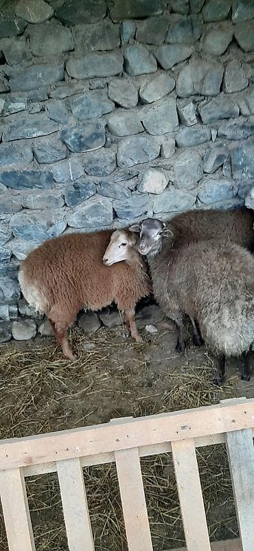 Satışda: qoyun sürüsü - Növ: yerli ətlik-südlük qoyunlar - Say: bir lalafo.az -da Satışda: qoyun sürüsü - Növ: yerli ətlik-südlük qoyunlar - Say: bir