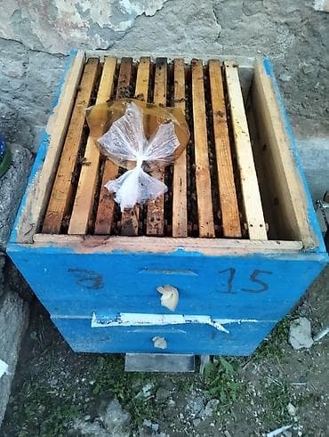 heyvan geyimleri: Salam 4yeşik arıdı Karnika sortudu biri Qafqaz sortudu 2 mərtəbə tam — 10