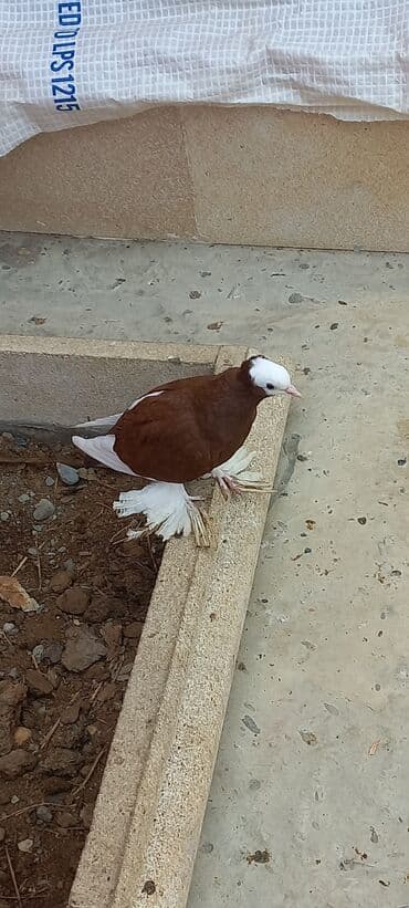 Cins göyərçin – ağ başlı, qəhvəyi-bənövşəyi bədənli, ağ quyruqlu və — 6