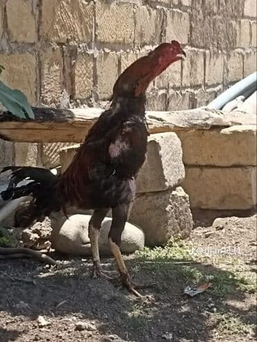 meşe xoruzu: Xoruz, il: 1, Ünvandan götürmə — 4