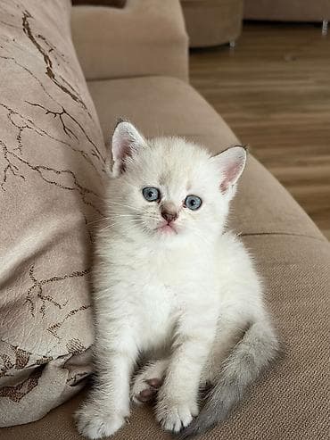 Кошки: Sevimli balaca pişik balası - Cinsə bənzər xüsusiyyətlər: qısa — 3