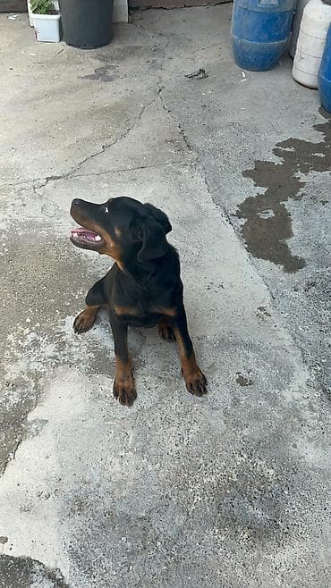 afcarka satilir: Rotveyler, 3 ay, Dişi, Peyvəndli, Ödənişli çatdırılma, Ünvandan götürmə — 3