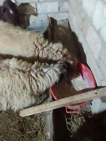 Pişiklər: Cüt 500 manat Alan adama endirim olacaq 1 aydı qoçunu alıb qoca — 1