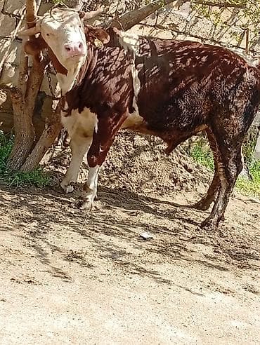 1 yaş 2 a aylığ 260 kilo eti var endirim olcaq