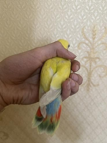 ev quslari haqqinda: Növ: Agapornis (lovebird) – əl öyrəşdirilmiş, ev quşu Rəng: Parlaq — 3