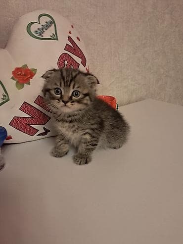 beyleqan sortu qoyun: Britan — 6