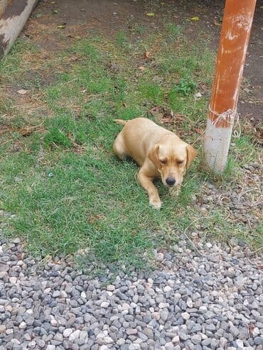 cins inekler azerbaycanda: Retriever, 6 ay, Dişi, Cütləşmə üçün, Ünvandan götürmə — 4